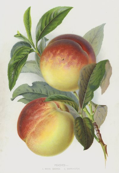 Peaches by English School